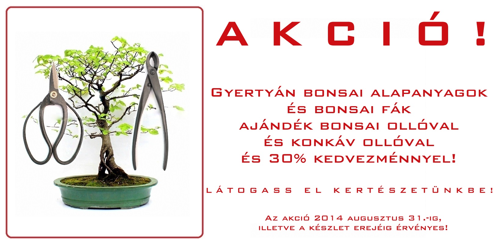 gyertyan carpinus betulus bonsai vasarlas rendeles bonsai eloanyag prebonsai bonsaj